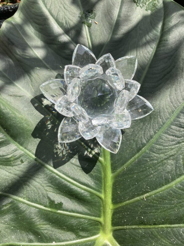Lotus de Lumière