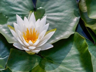 lotus-7287044_1280