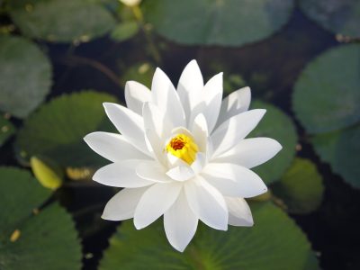 white-water-lily-4317789_1280