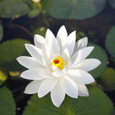 white-water-lily-4317789_1280